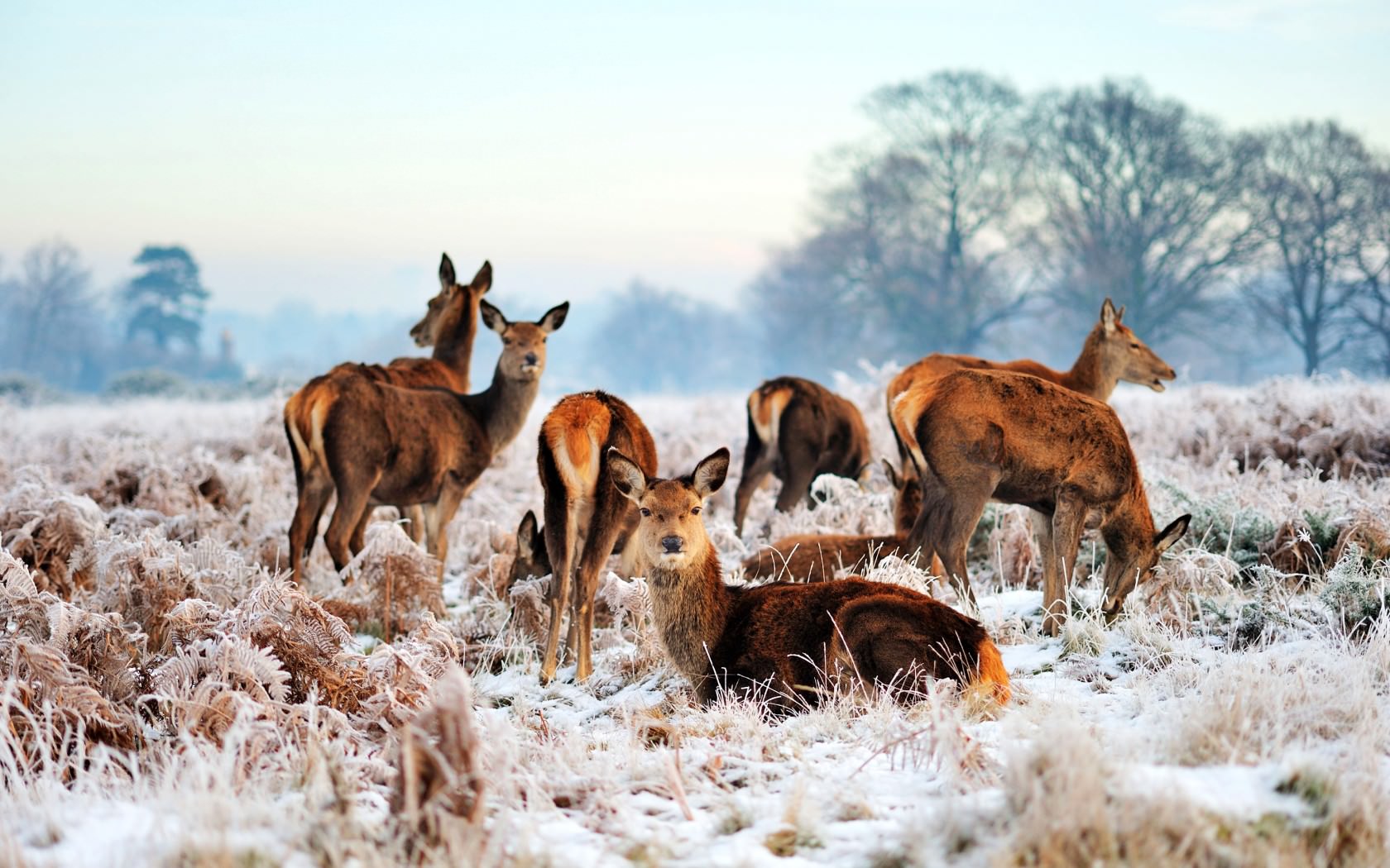18-richmond-park-uk-deer-and-frost-bgcfeg-1680x1050