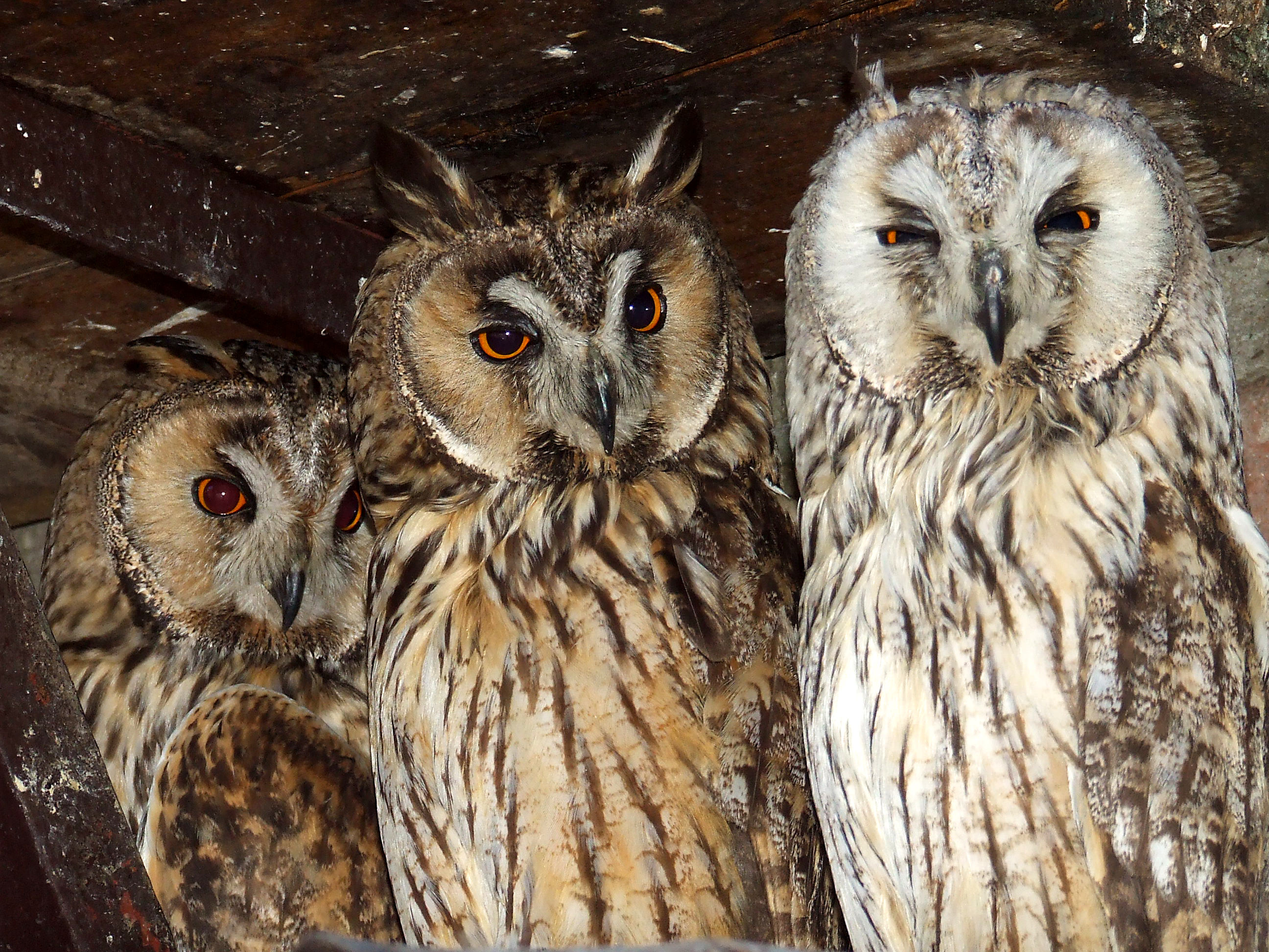 three owls