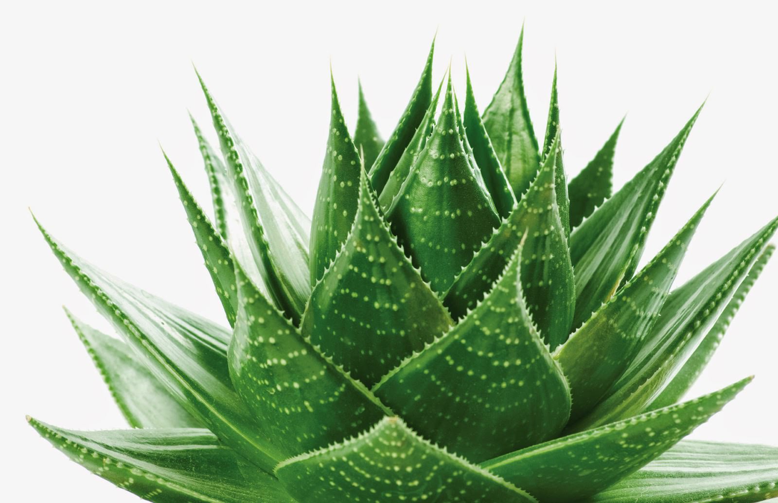 aloevera