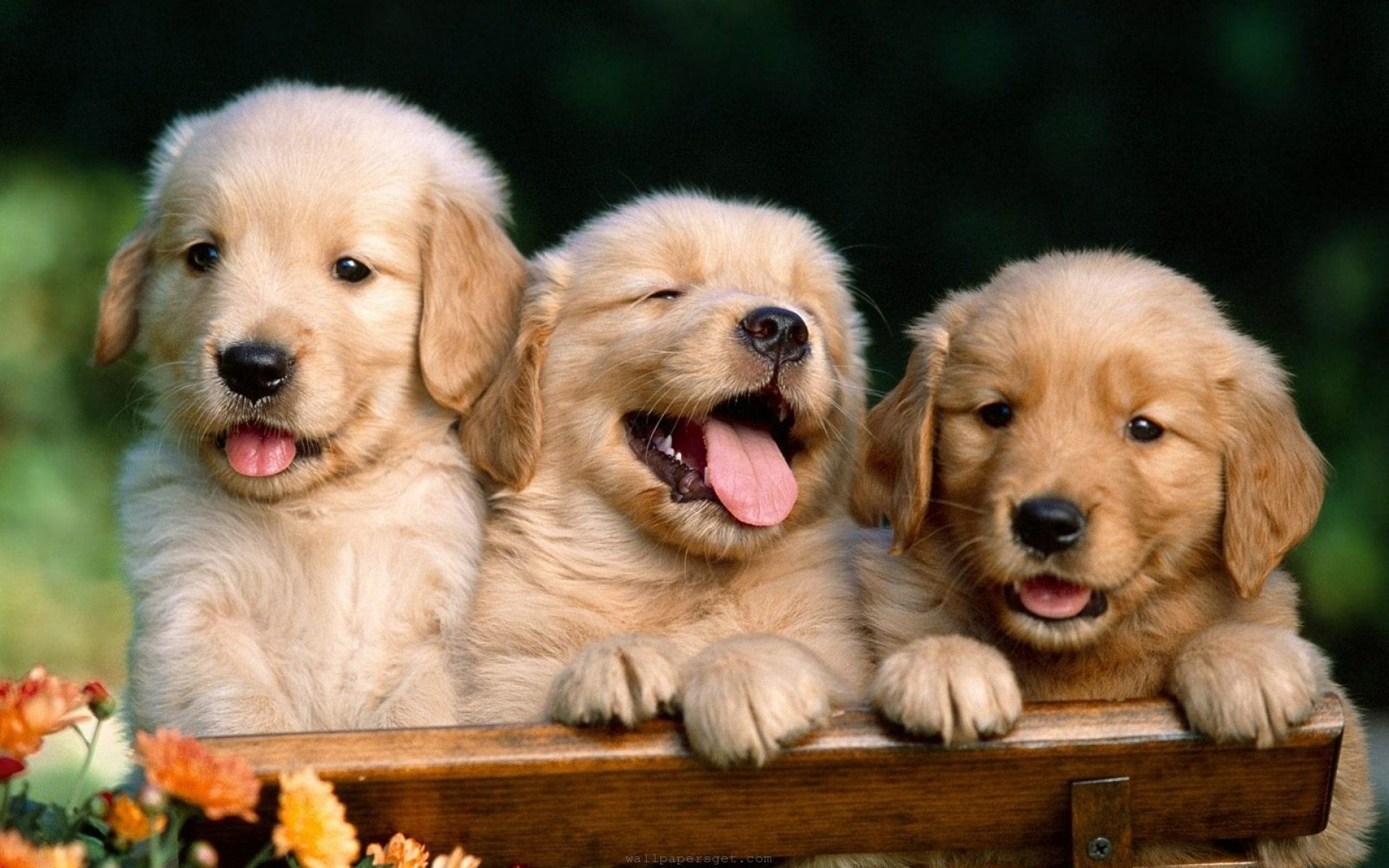 cute-dogs-and-puppies-wallpaper-2
