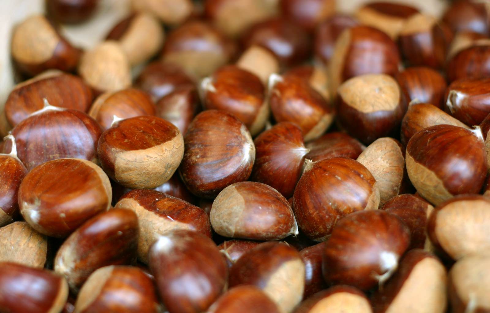 Closeup of ripe brown chestnuts.