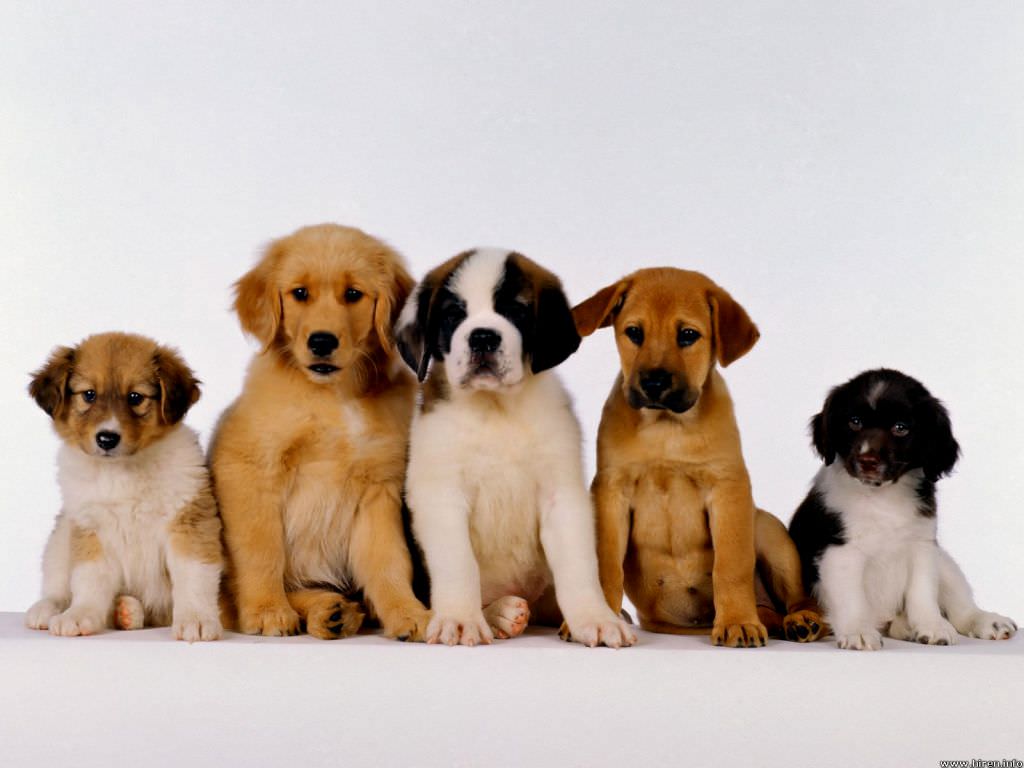 puppy breads