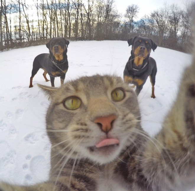 selfie-dogs