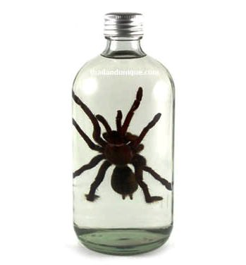 spider