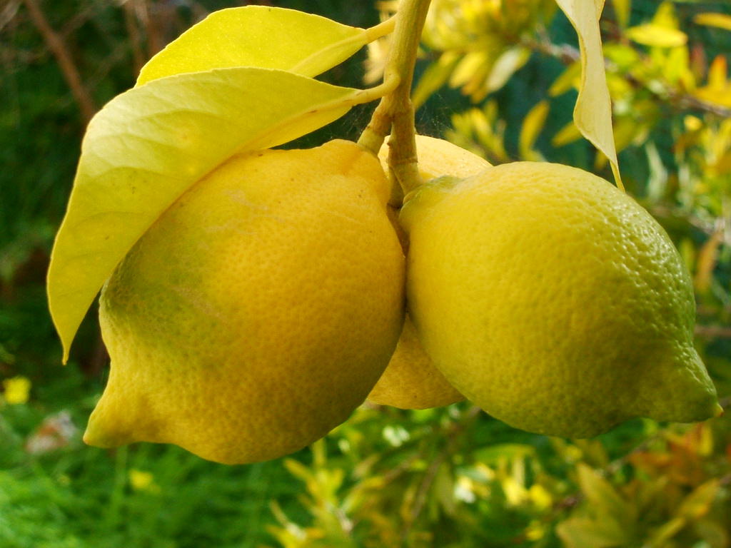 lemonia-3