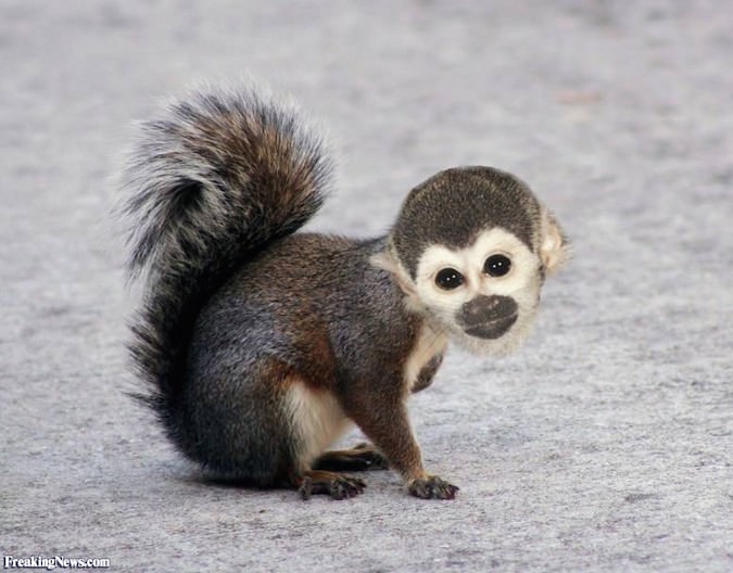 3Squirrel-Monkey