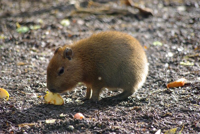 5capybara