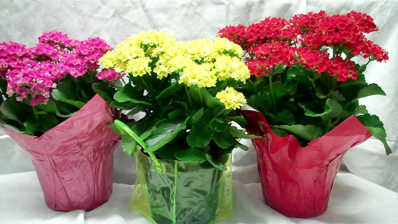 kalanchoe-11