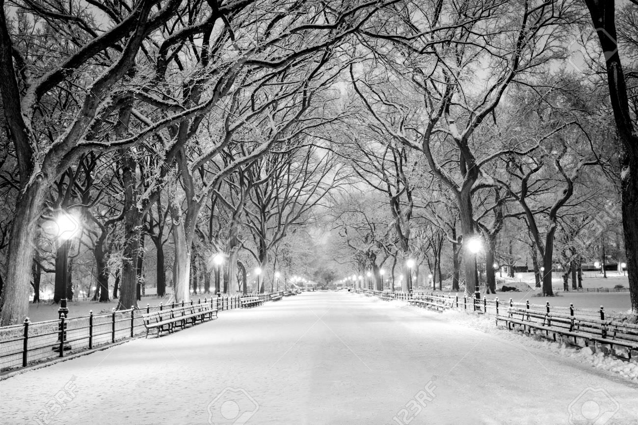 The Mall, Central Park, NYC, during a snow storm, early in the morning.