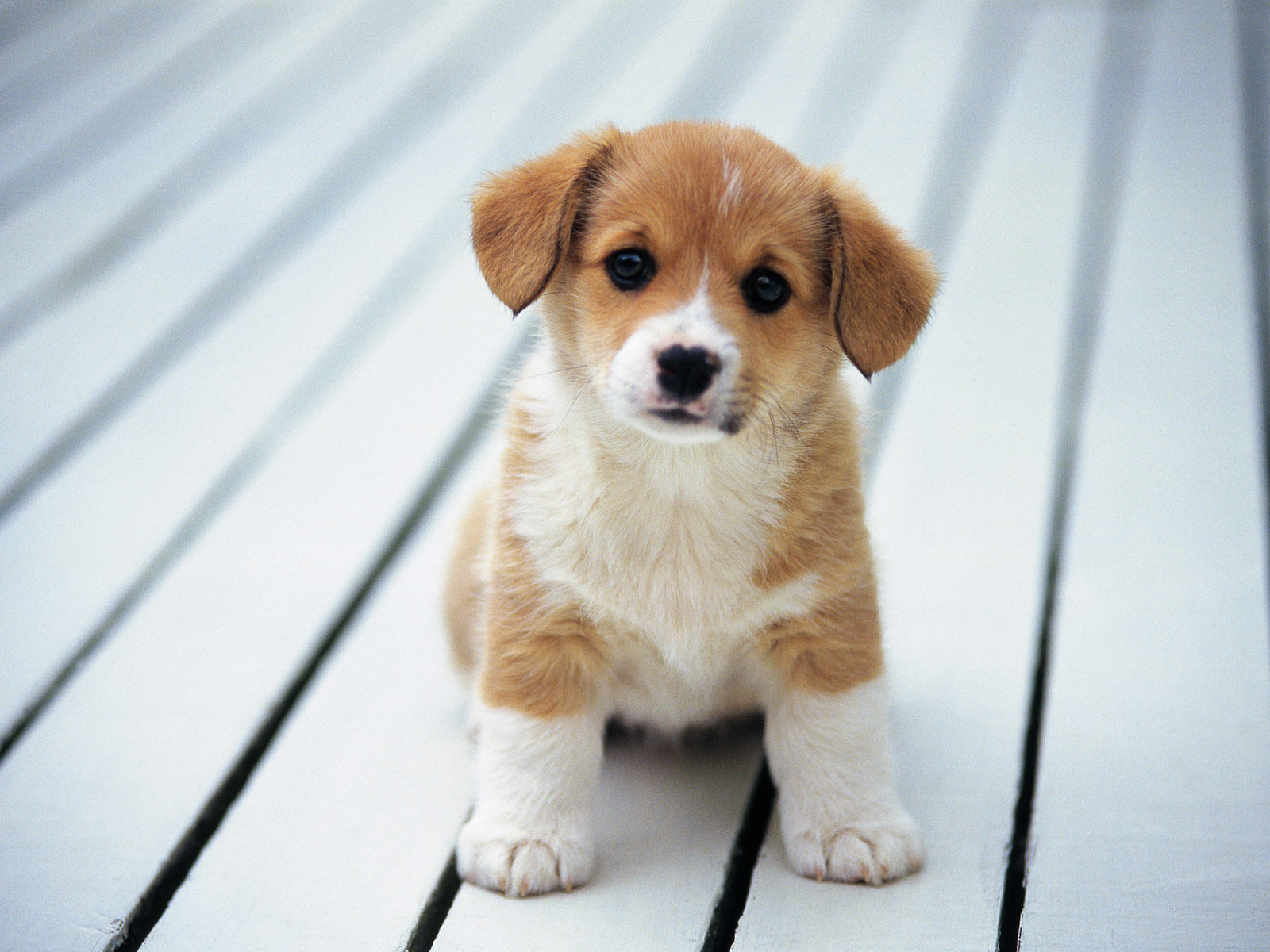 Sweet-puppy-sitting