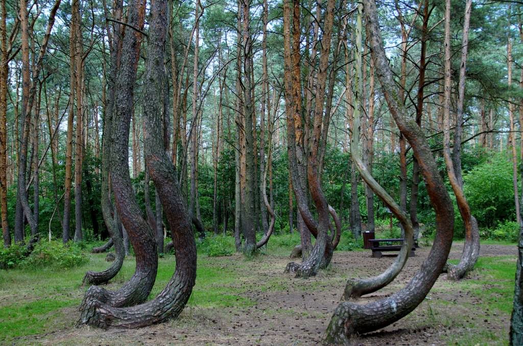 crooked-forest-866294_1280-1024x678