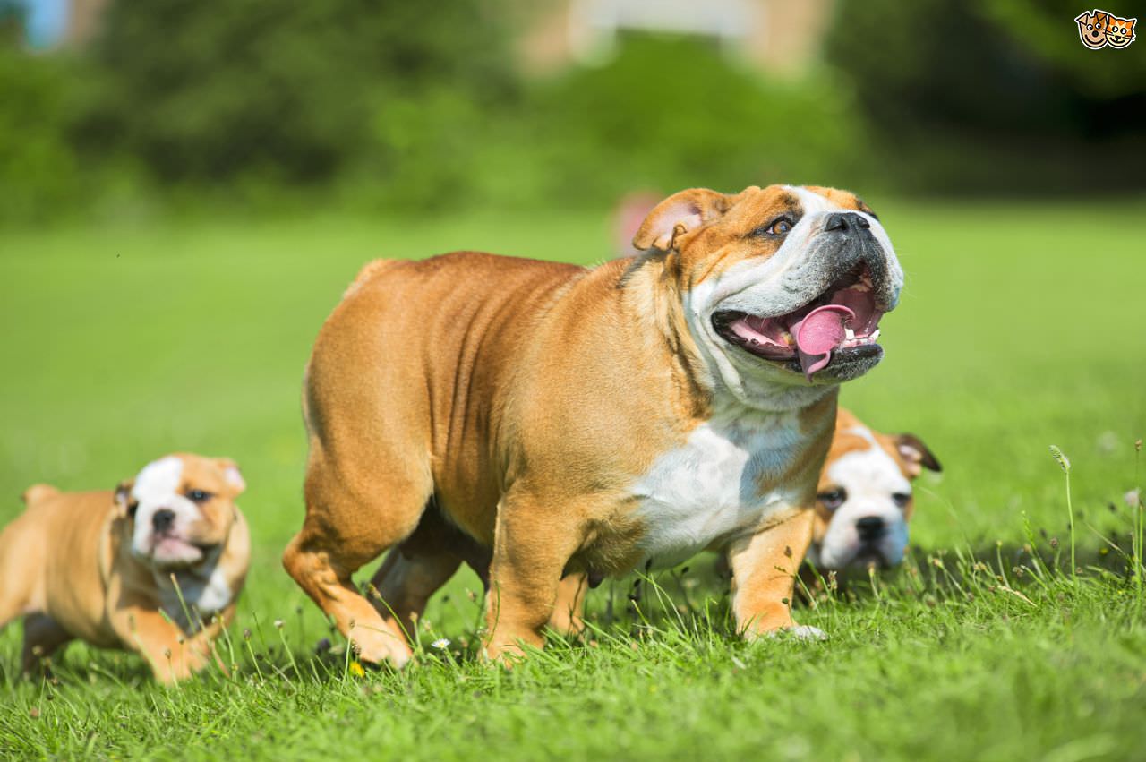 how-old-should-puppies-be-before-they-leave-their-mother-55d06f88f3607