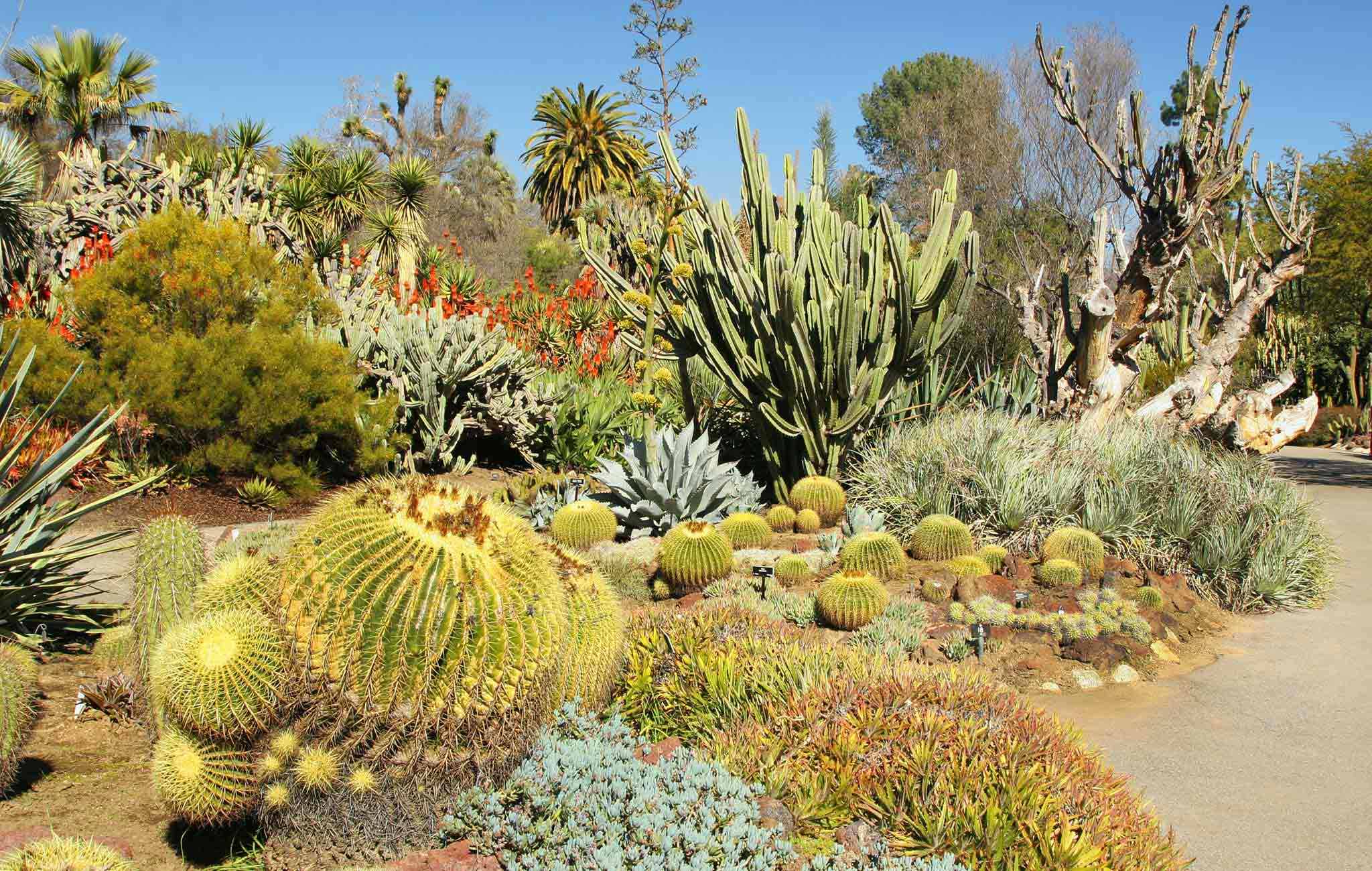 Desert-Botanical-Garden-Cactus-Photo