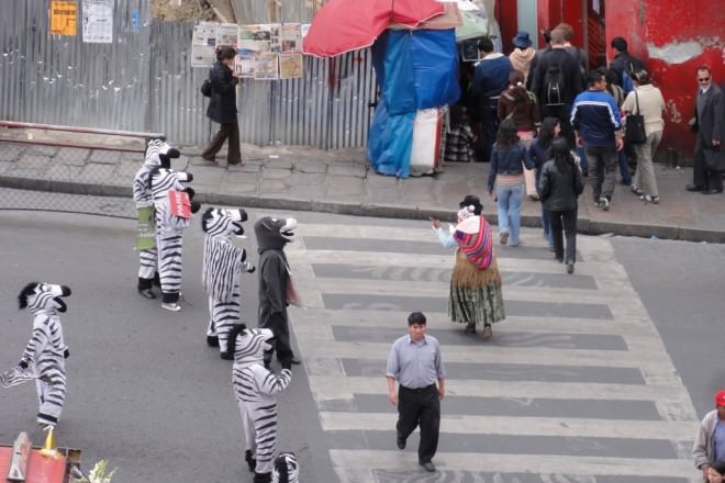 Zebra-660x440