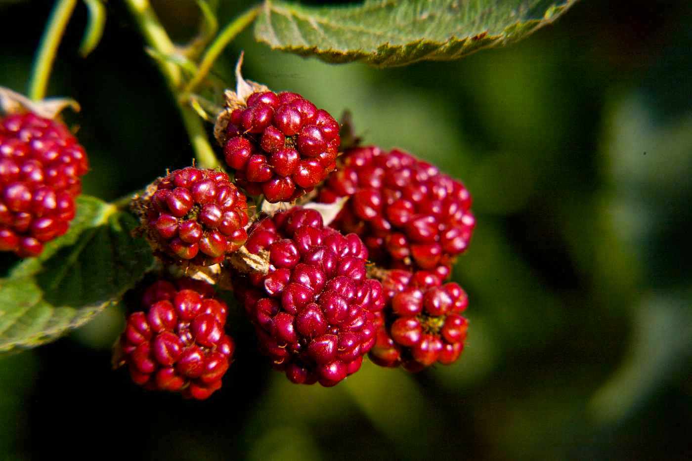 moura-gia-lampero-derma