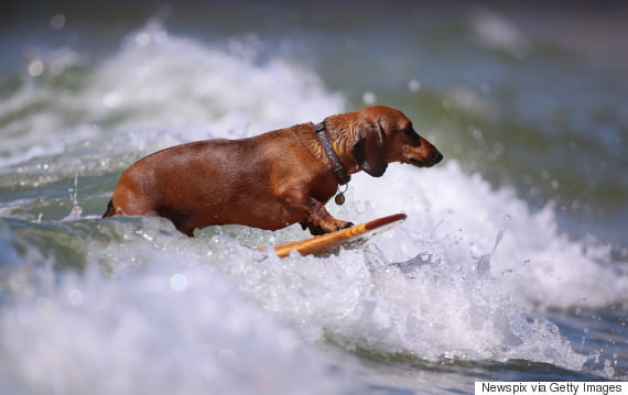 TORQUAY, AUSTRALIA - JANUARY 23: (EUROPE AND AUSTRALASIA OUT) Jess Coles takes her 3-year-old dachshund 'Basil' for a surf in Torquay, Victoria. (Photo by Alex Coppel/Newspix/Getty Images)