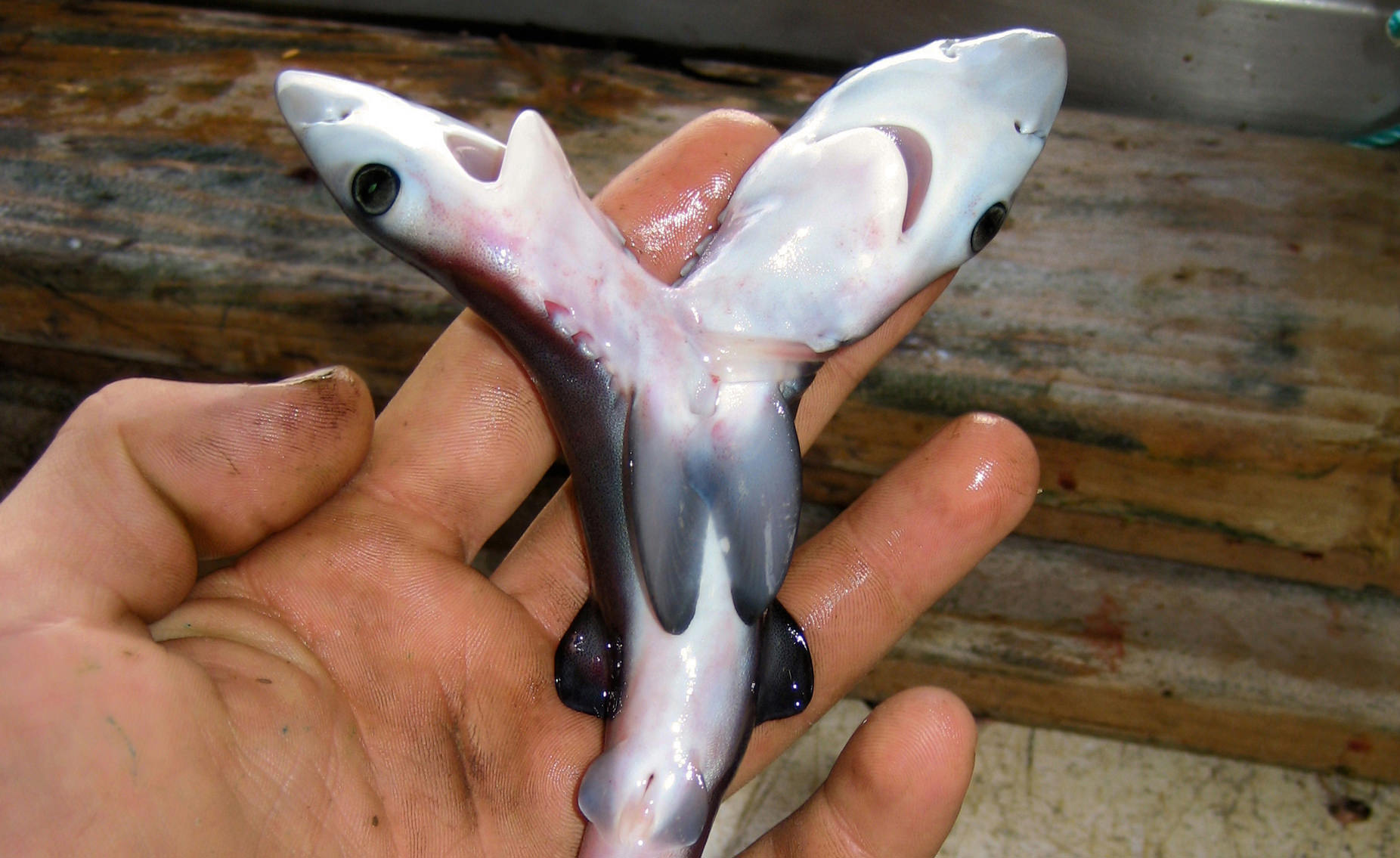 02-two-headed-shark