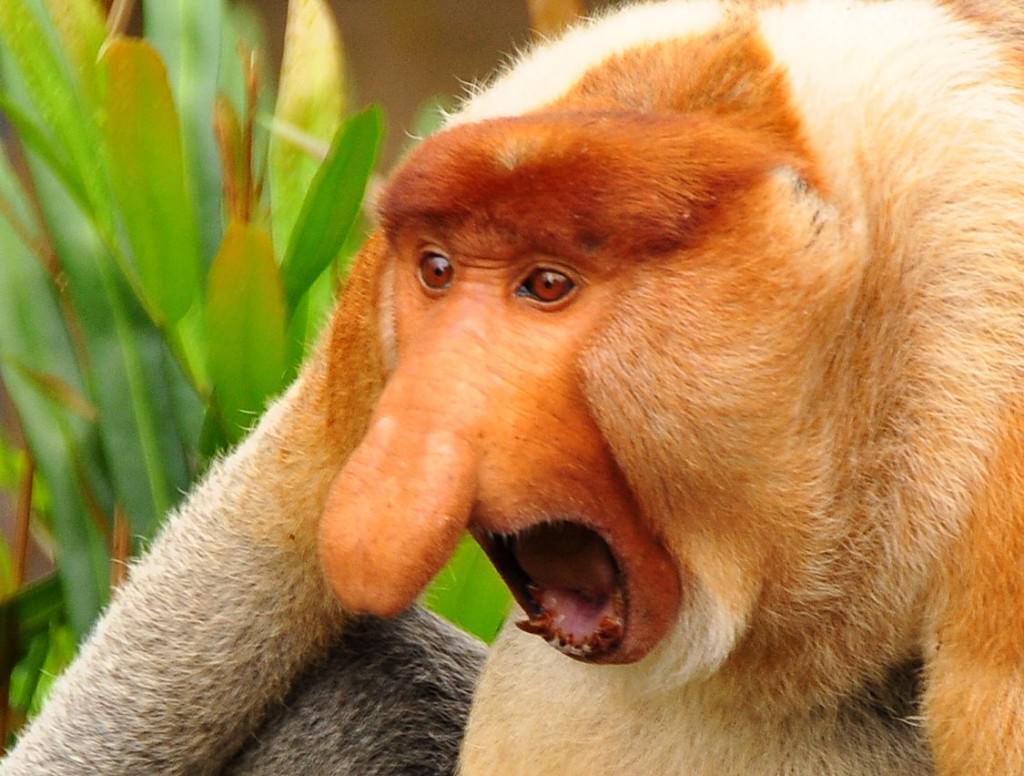 20-of-the-weirdest-animals-gracing-our-planet-11