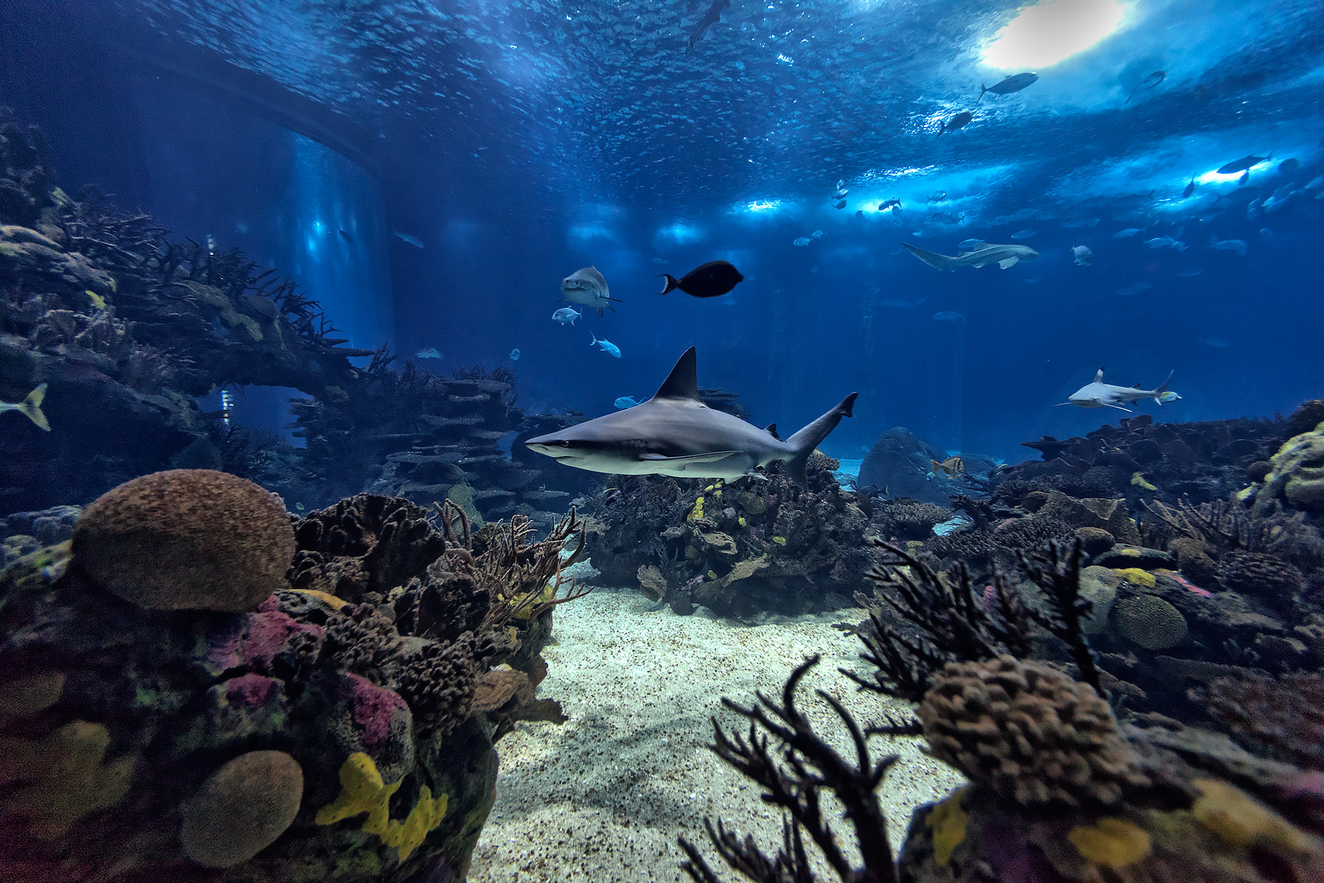 Oceanario-de-Lisboa-16