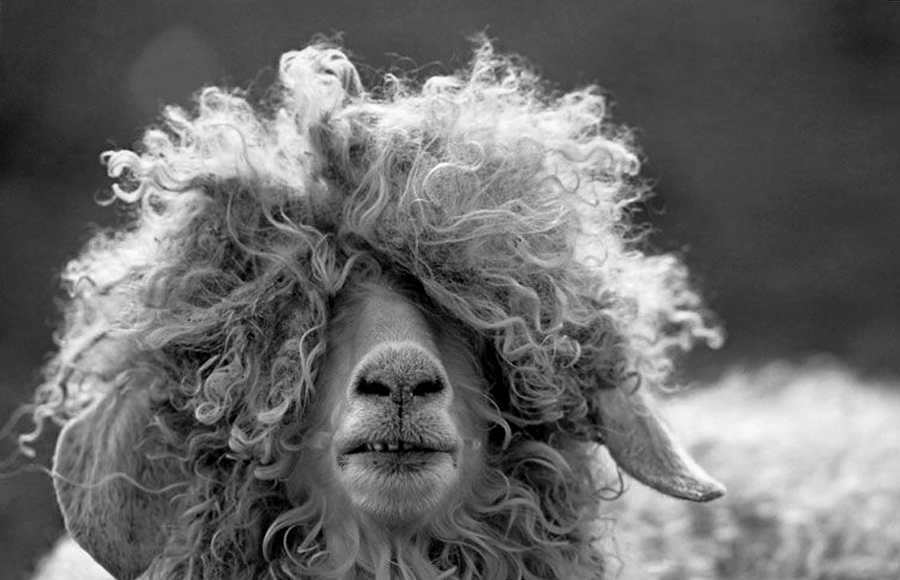 weird-haircuts_4a599e875274f_hires