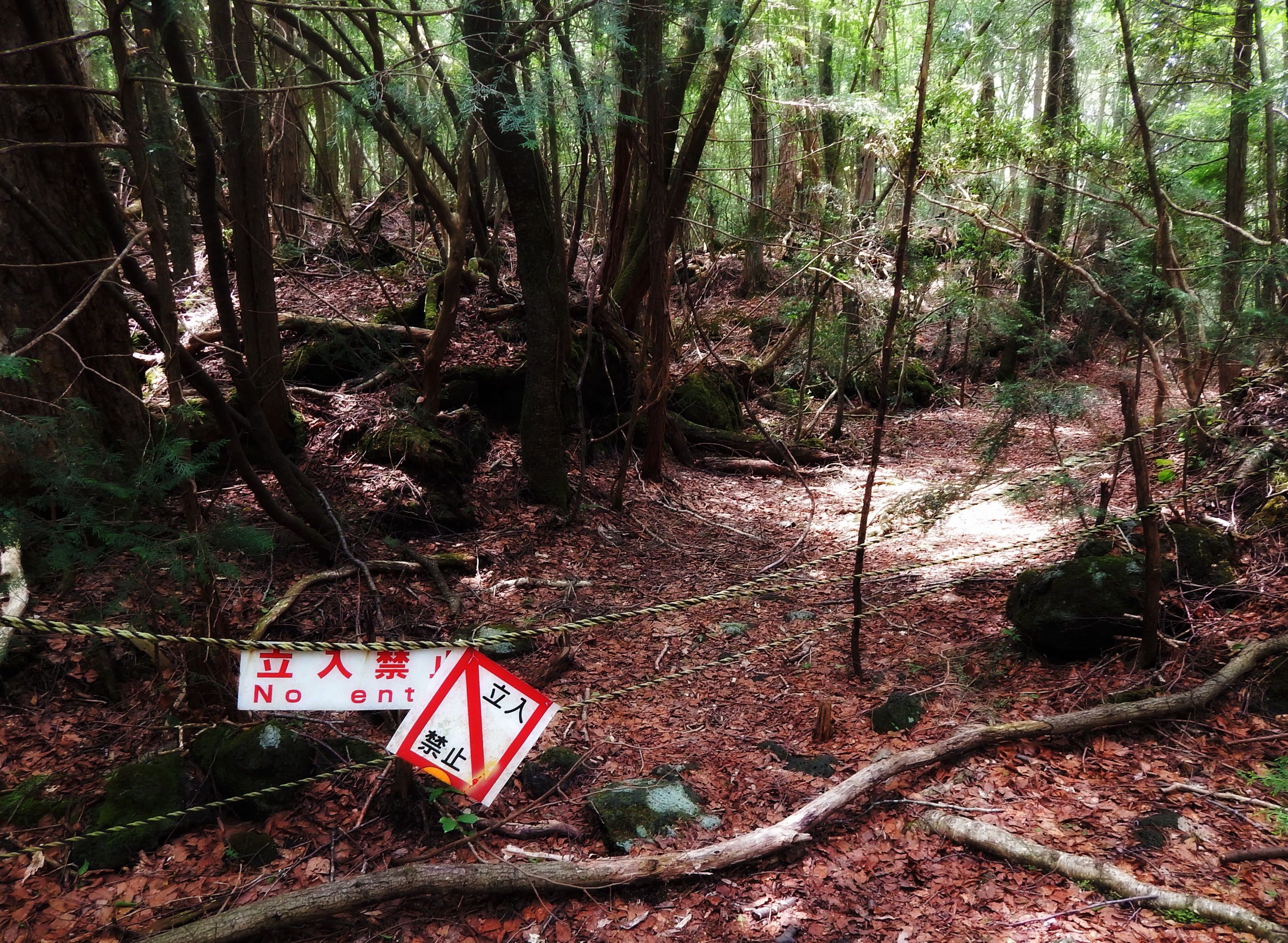 aokigahara41