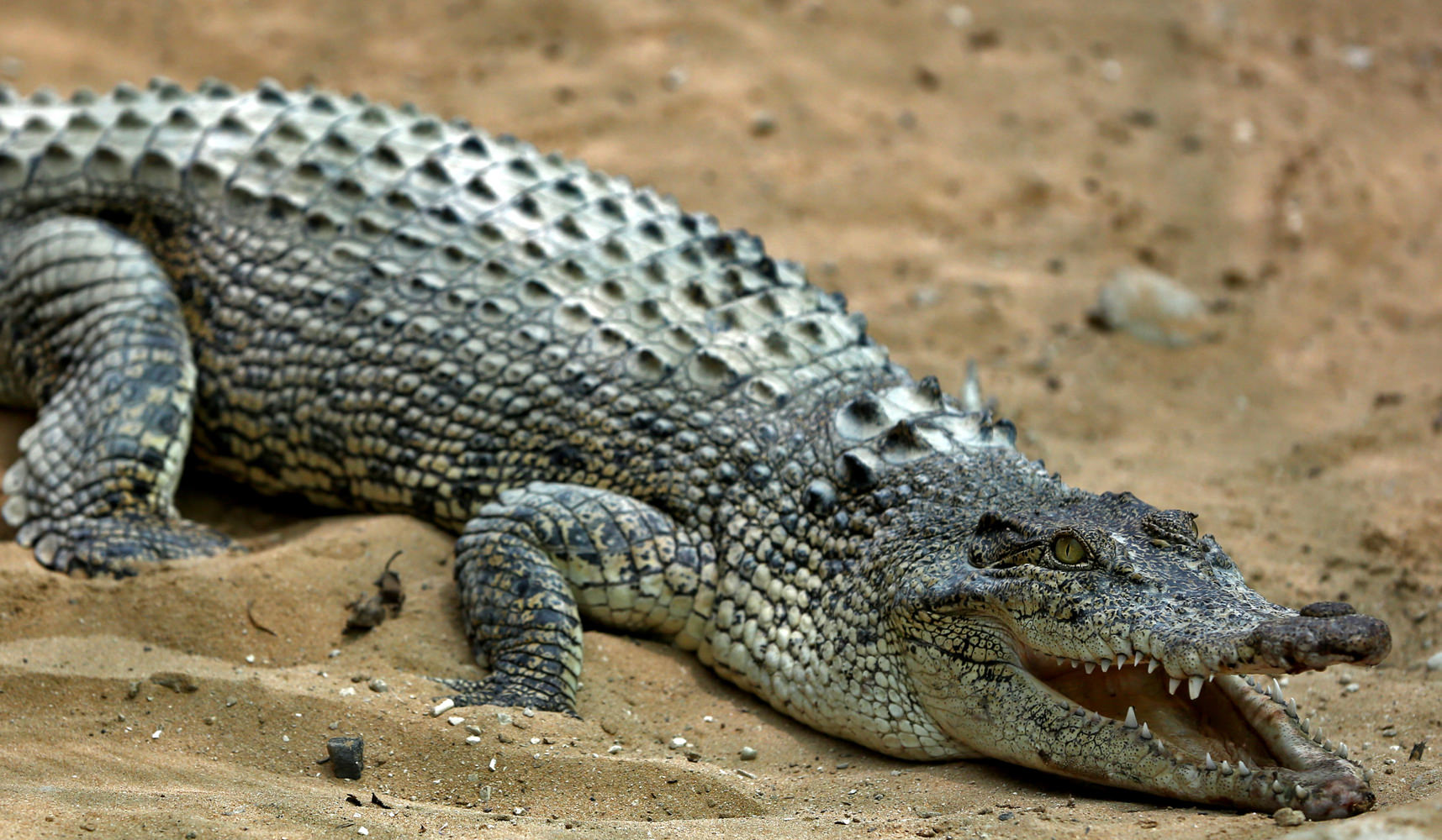 crocodile2