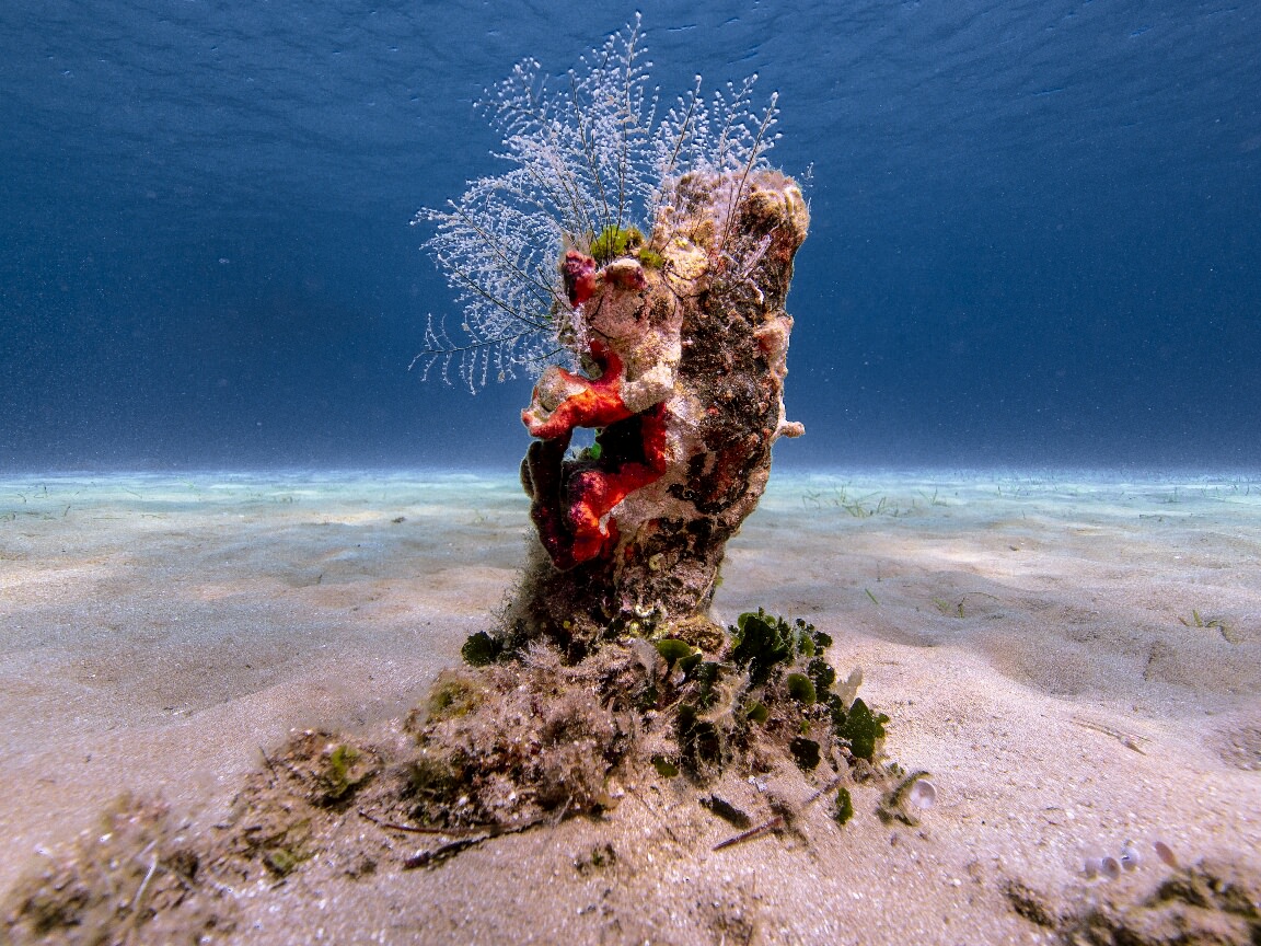 planitario_mia_anasa9._a_newborn_reef_resized_1