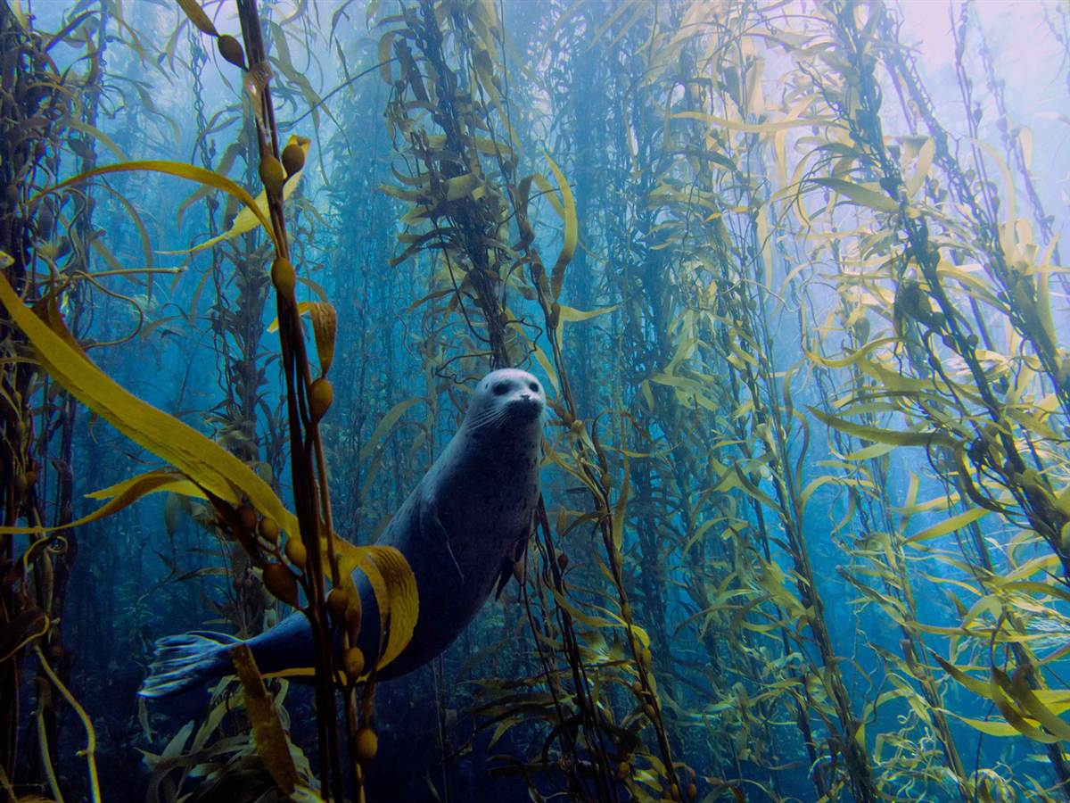 ss-130603-underwater-overall-1.ss_full
