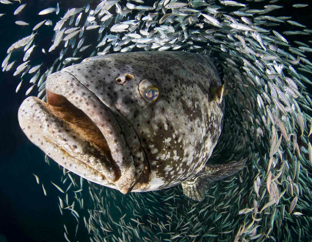 ss-130603-underwater-student-5.ss_full