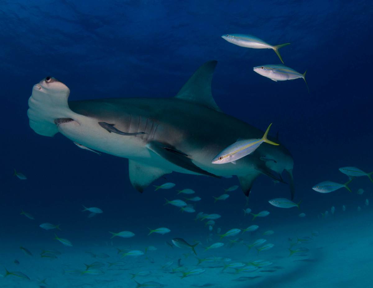 ss-130603-underwater-student-6.ss_full