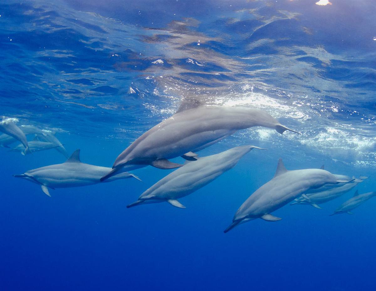 ss-130603-underwater-wide-1.ss_full