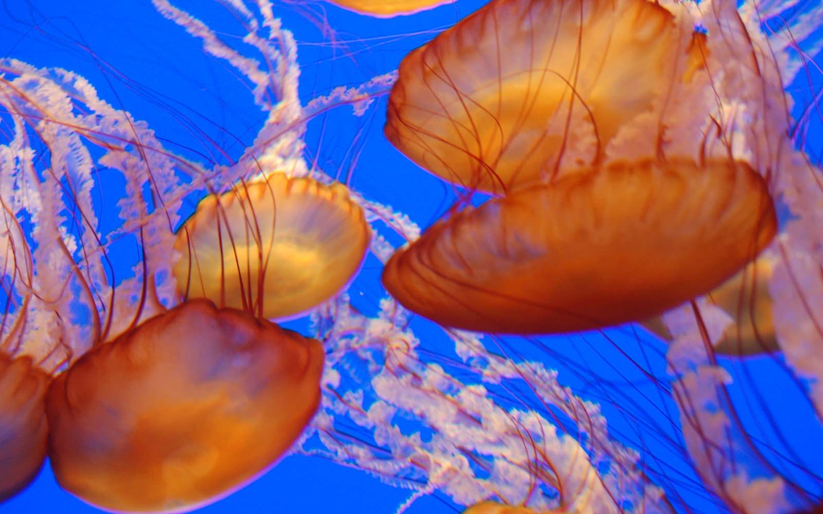 10Jellyfish ocean animals jelly fish deep sea creatures habitat of jellyfish animal competition deep sea jellyfish sea animals lion's mane jellyfish beautiful amazing jellyfish animal picture