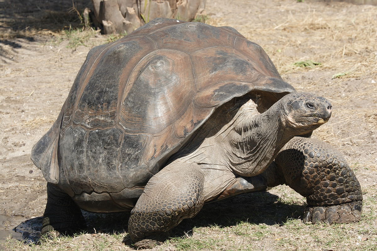 1200px-Galapagos_giant_tortoise_Geochelone_elephantopus