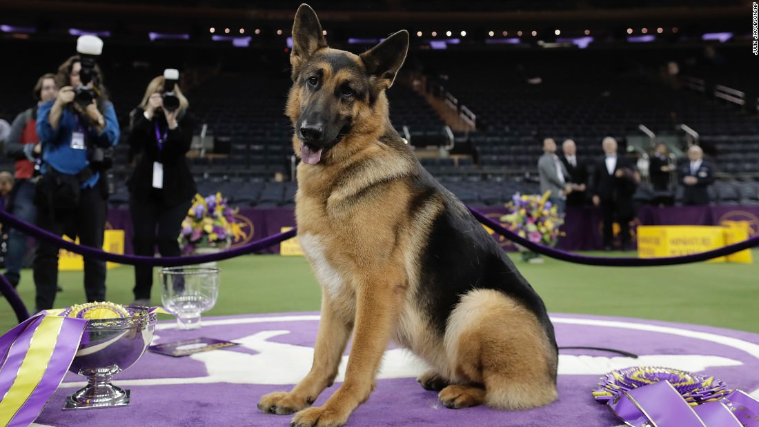 170215100422-01-westminster-dog-show-2017-super-169