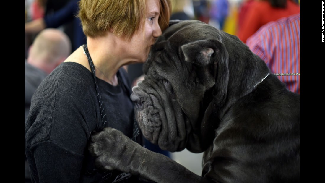 170215100852-06-westminster-dog-show-2017-super-169