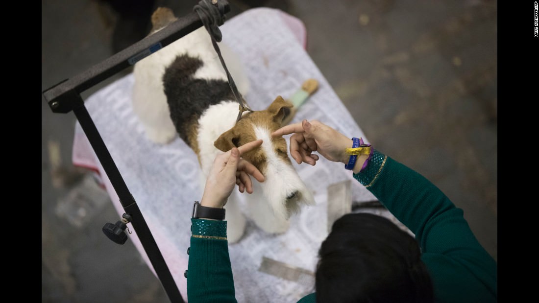 170215100931-07-westminster-dog-show-2017-super-169