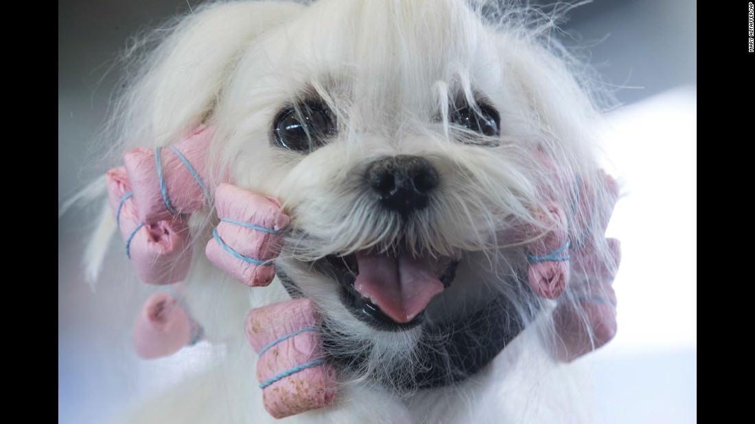 170215101100-09-westminster-dog-show-2017-super-169