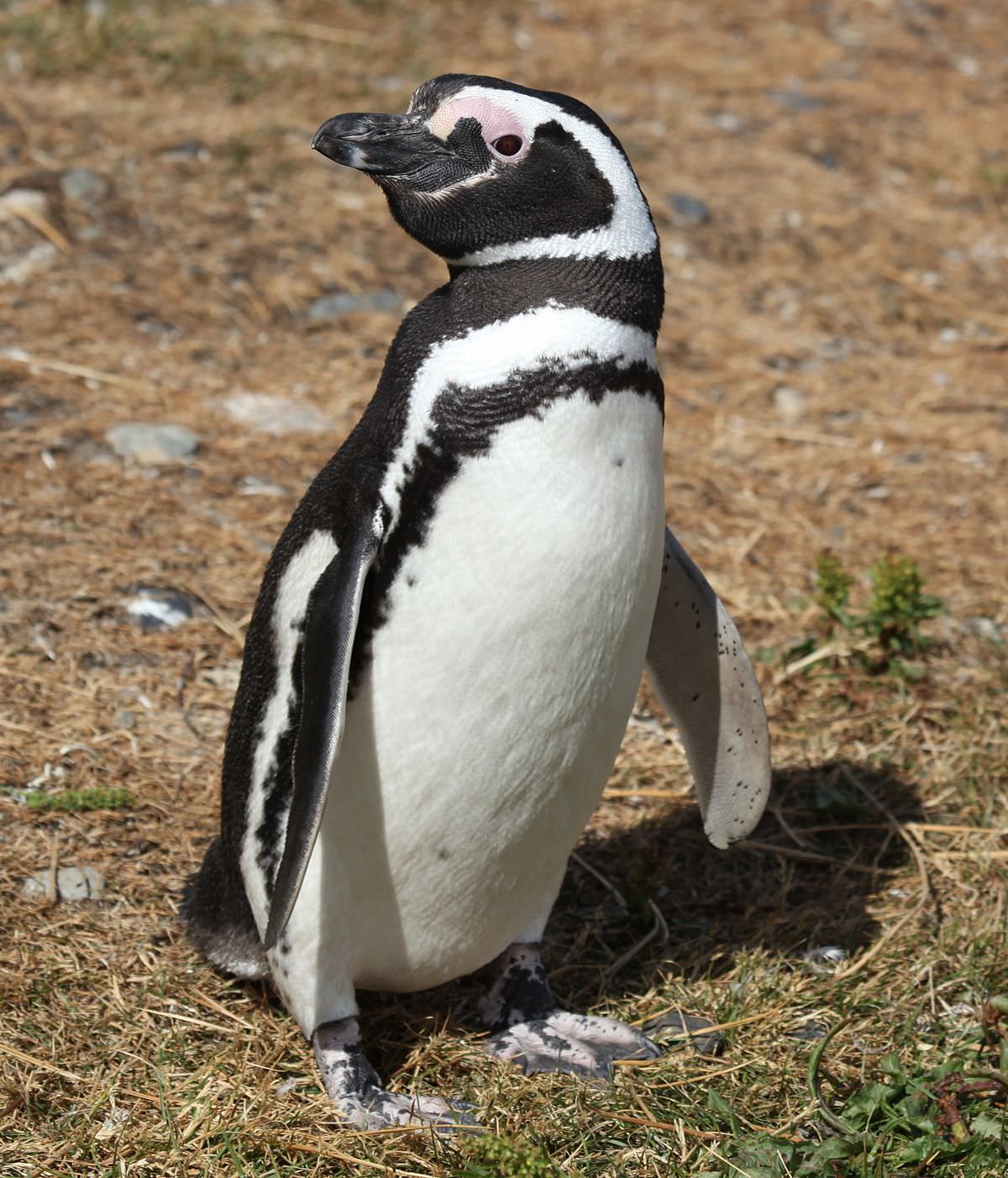 Magellanic_Penguin_(5540848973)