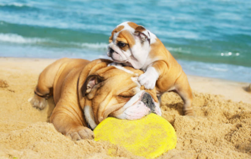 Vacation-with-dog-Croatia