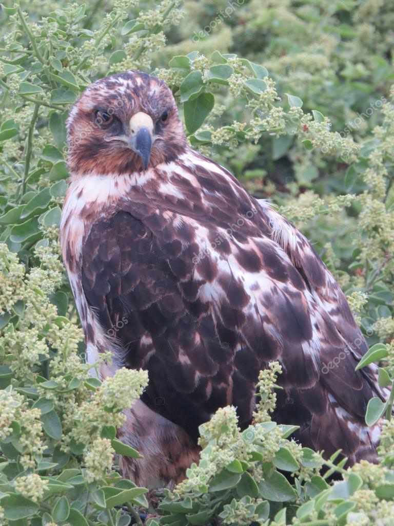 depositphotos_60897075-stock-photo-galapagos-hawk