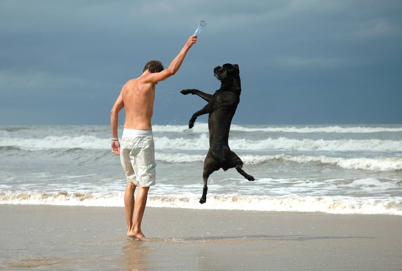 dog-man-sea