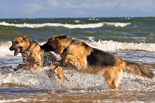fam-Dogs-red-beach20120331-sian-shakira-147