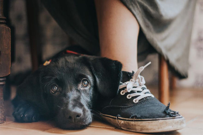 kennel-club-dog-photographer-competition-2017-1-5950d776c5b88__880-1