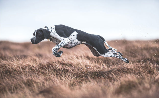 kennel-club-dog-photographer-competition-2017-4-5950d780a9d20__880