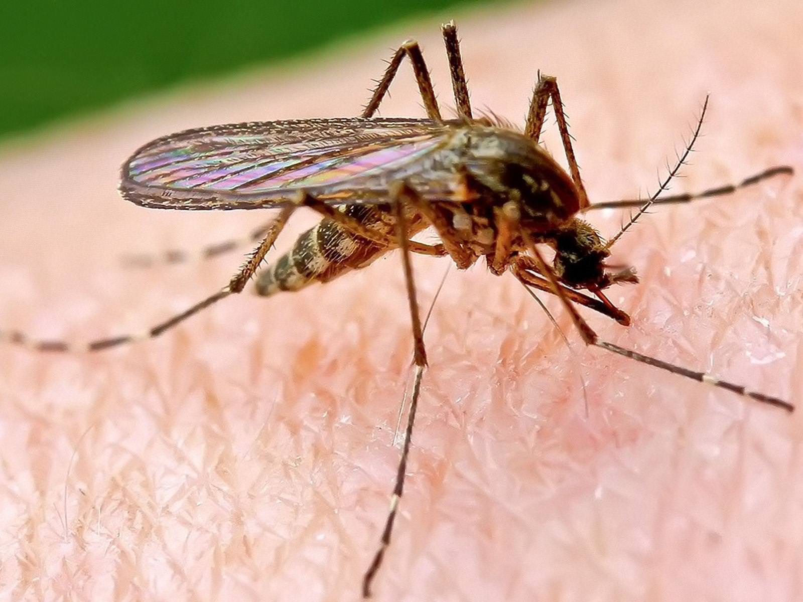 mosquito