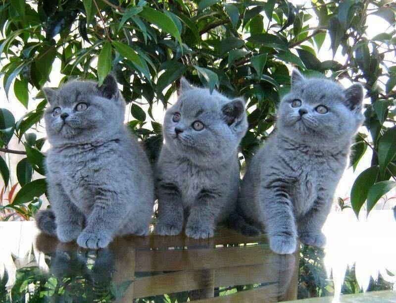 blue-russian-cat-3