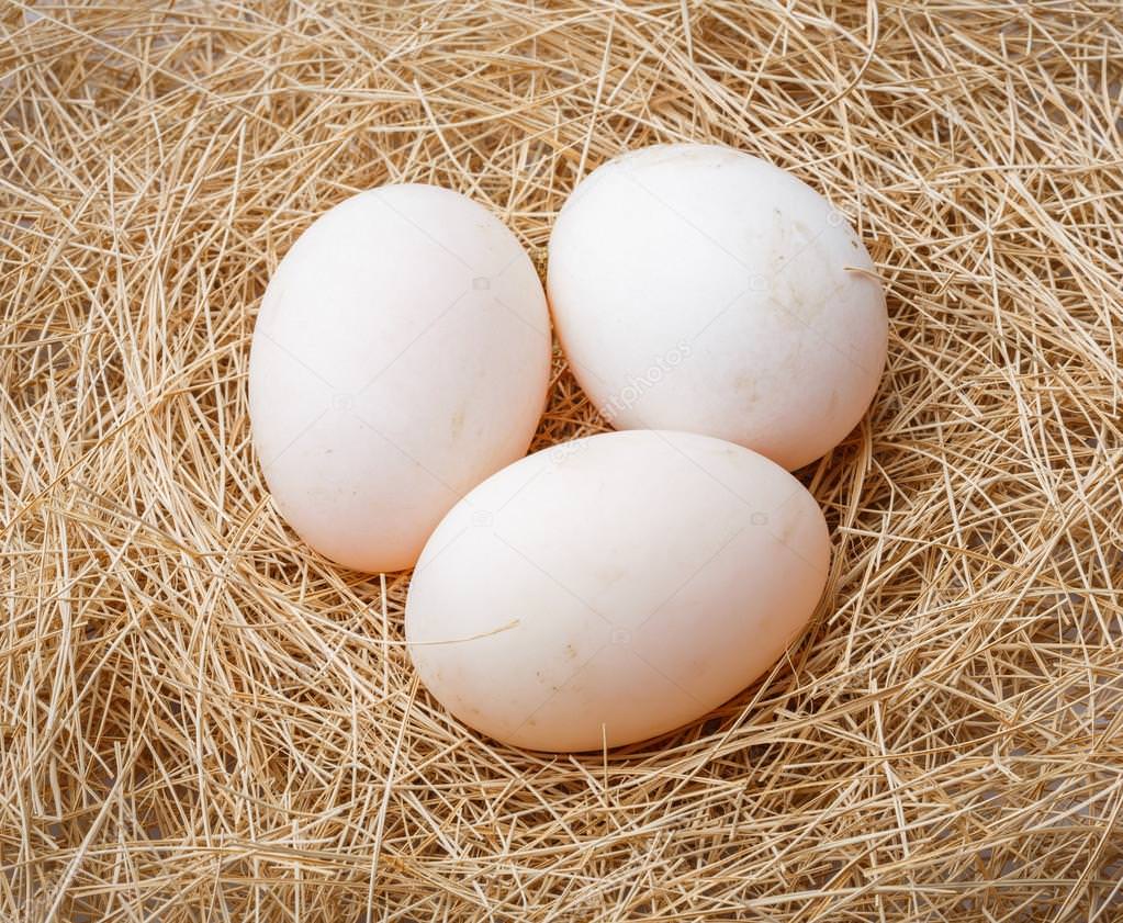 depositphotos_46356327-stock-photo-organic-duck-eggs