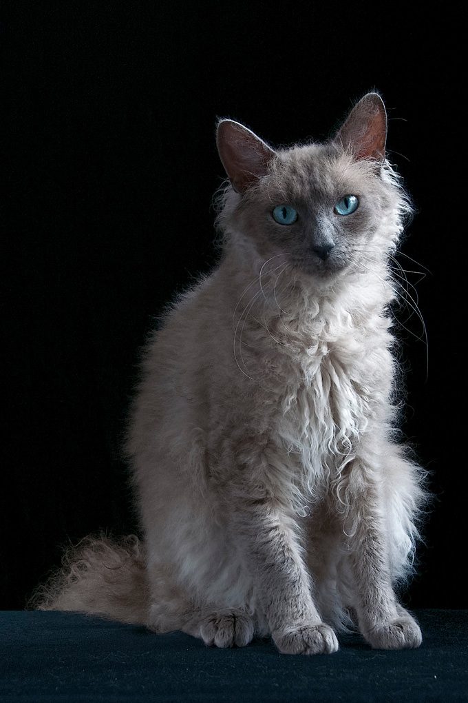 laperm-cat-blue-eyes