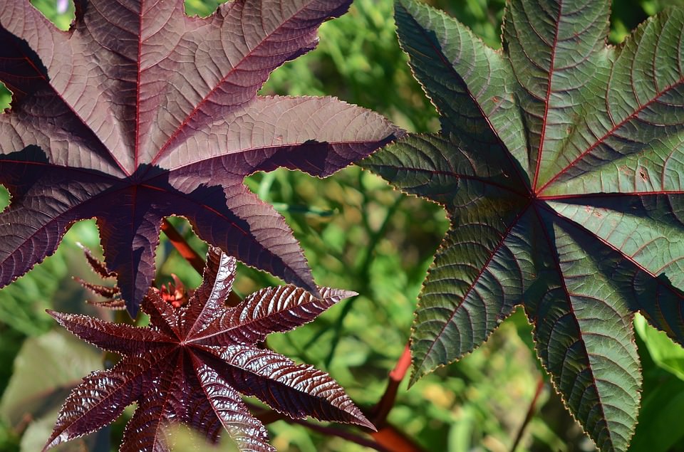 leaves-418143_960_720