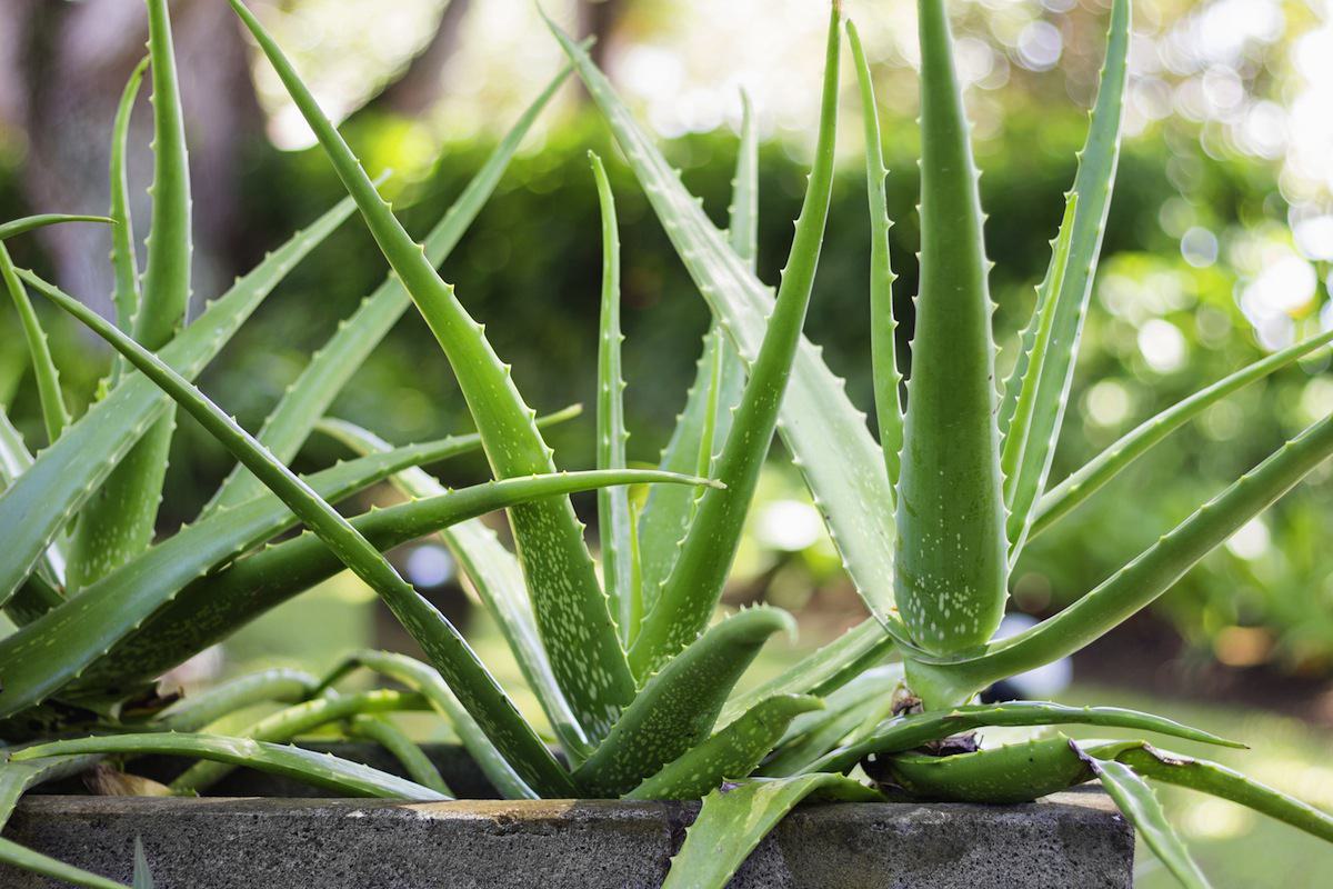 Aloe Vera Plant